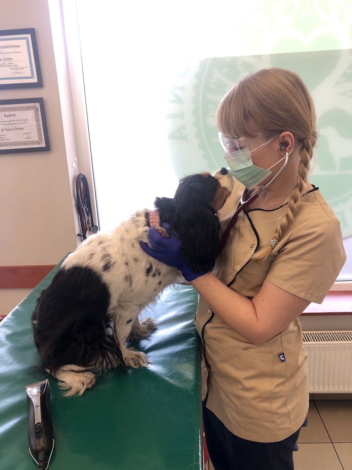 Badanie psa rasy cavalier king charles spaniel w gabinecie przychodni