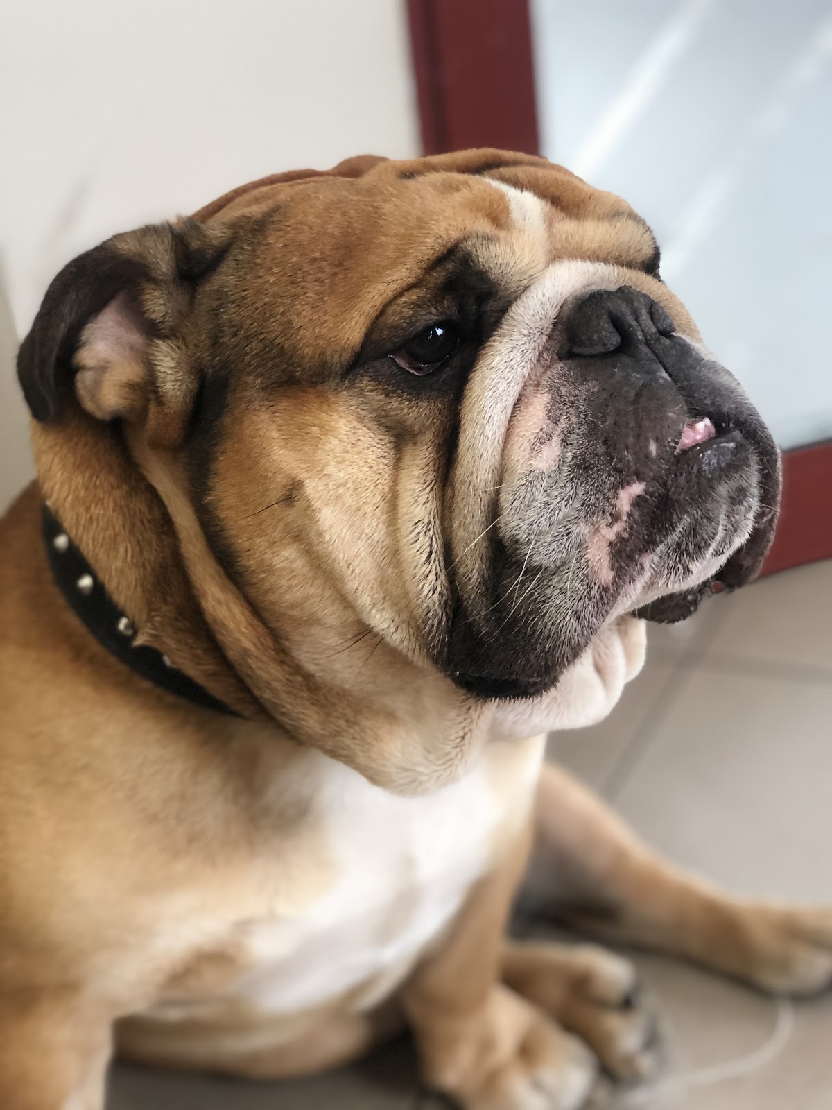 Buldog angielski jako pacjent naszej przychodni