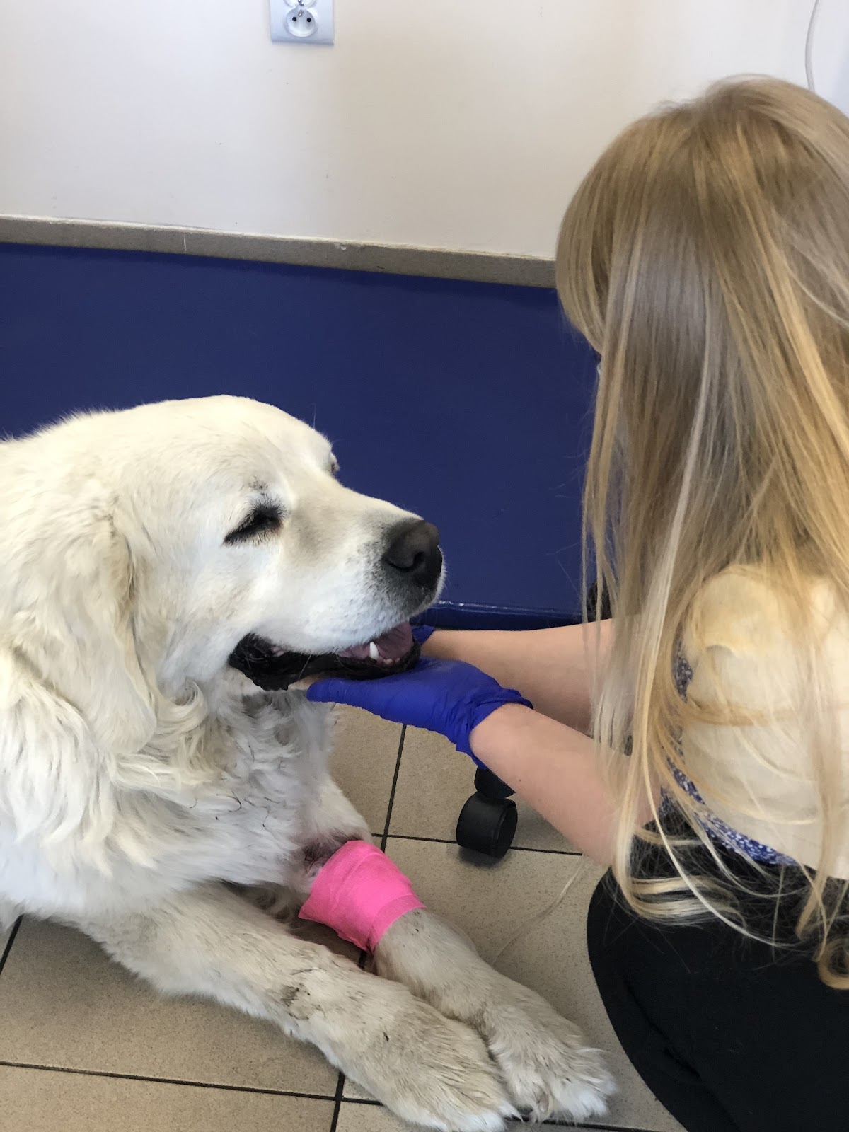 Golden retriever podczas opatrunku łapy w naszej przychodni