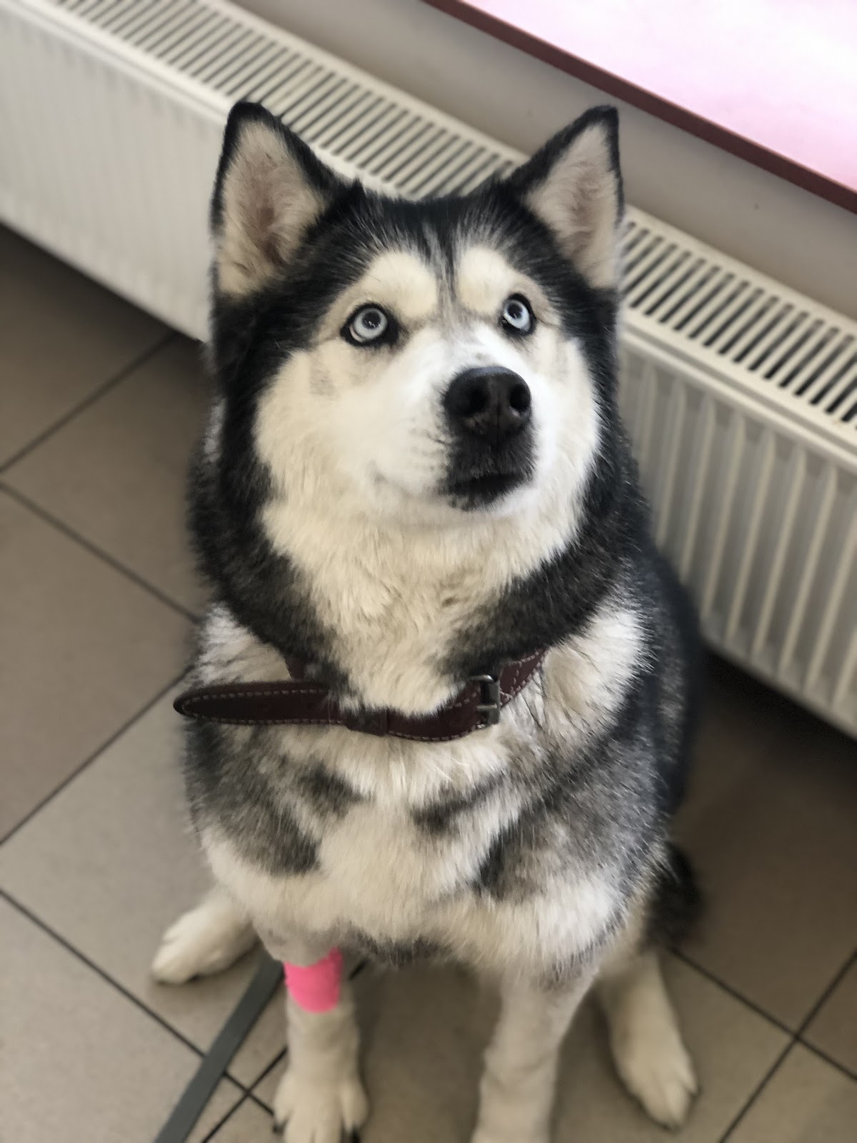 Pies rasy husky z niebieskimi oczami w poczekalni przychodni